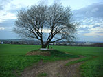 CIMG9468.jpg