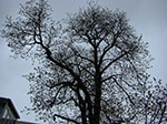 CIMG9492.jpg