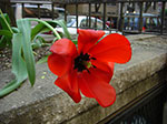 CIMG9905.jpg