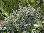 CIMG9917.jpg