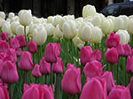 CIMG9999-CIMG0046.jpg