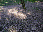 CIMG0320.jpg