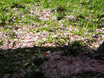 CIMG0337.jpg