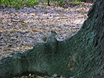 CIMG0353.jpg