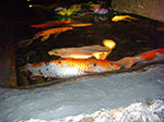 CIMG0709.jpg