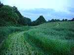 CIMG3778.jpg