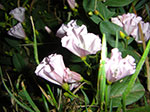 CIMG3800.jpg
