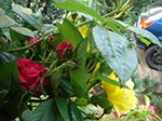 CIMG3895.jpg