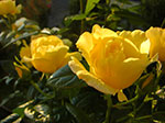 CIMG3944.jpg