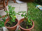 Photos