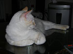 CIMG5237.jpg