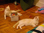 CIMG5268.jpg