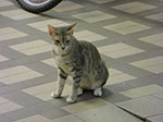CIMG5287.jpg