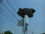 CIMG5376.jpg