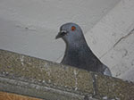 CIMG5600.jpg
