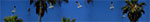 CIMG7249-pan.jpg