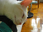 Photos