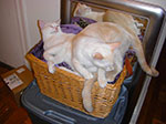 CIMG7946.jpg