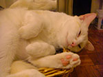 CIMG8535.jpg