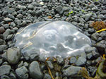 CIMG9020.jpg