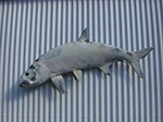 CIMG9105.jpg