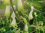 CIMG0910.jpg