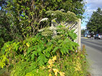 CIMG0917.jpg