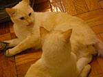 CIMG5854.jpg