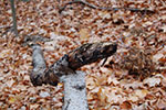 DSC_0387.jpg