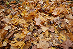 DSC_0410.jpg