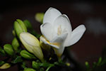 DSC_0617.jpg