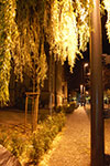 DSC_0996.jpg