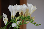 DSC_1030.jpg