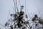 2008-12-14_11-50-46-DSC_1894.jpg