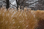 2008-12-14_11-52-44-DSC_1898.jpg