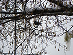 2009-01-06_11-19-07_IMGP2174.jpg
