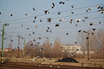 2009-01-09_13-15-49_DSC_3513.jpg