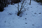 2009-01-20_16-49-04_DSC_4315.jpg