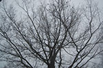 2009-01-27_16-32-18_DSC_4651.jpg