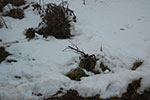 2009-01-27_16-35-57_DSC_4671.jpg