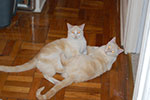 2009-01-29_02-30-42_DSC_4688.jpg