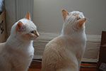 2009-01-31_12-59-03_DSC_5109.jpg