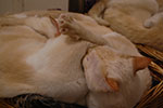 2009-02-01_00-35-19_DSC_5180.jpg