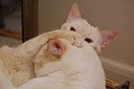 2009-02-01_00-35-52_DSC_5196.jpg