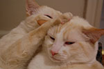 2009-02-01_00-36-40_DSC_5211.jpg