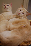 2009-02-01_00-38-16_DSC_5266.jpg