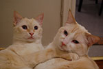 Photos