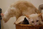 2009-02-01_00-39-38_DSC_5285.jpg