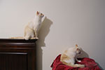 2009-02-01_00-48-20_DSC_5367.jpg