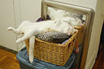 2009-02-03_00-40-20_DSC_5744.jpg